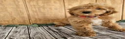 Mini Goldendoodle dogs for sale: Alice - Ad 21