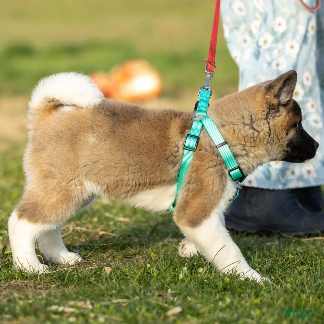 Akita dogs for sale: Pumpkin - Ad 4