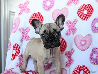 French Bulldog dogs Lyon - Ad 25