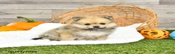 Pomeranian dogs for sale: Nevada - Ad 4