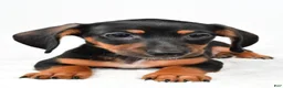 Miniature Dachshund dogs for sale: Frank - Ad 6
