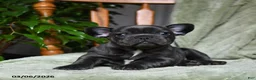 French Bulldog dogs for sale: Adam - Ad 1