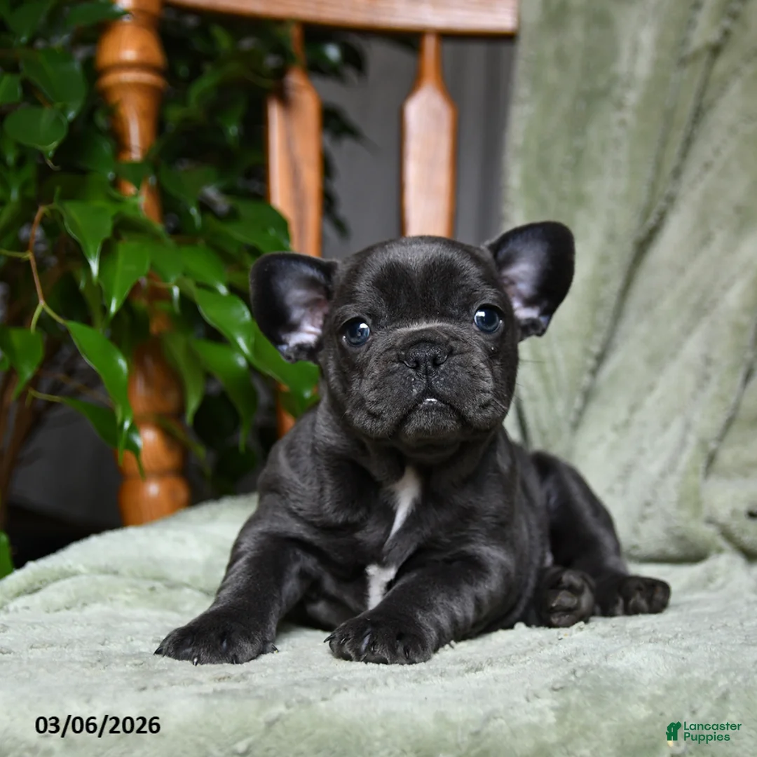French Bulldog dogs for sale: Adam - Ad 1