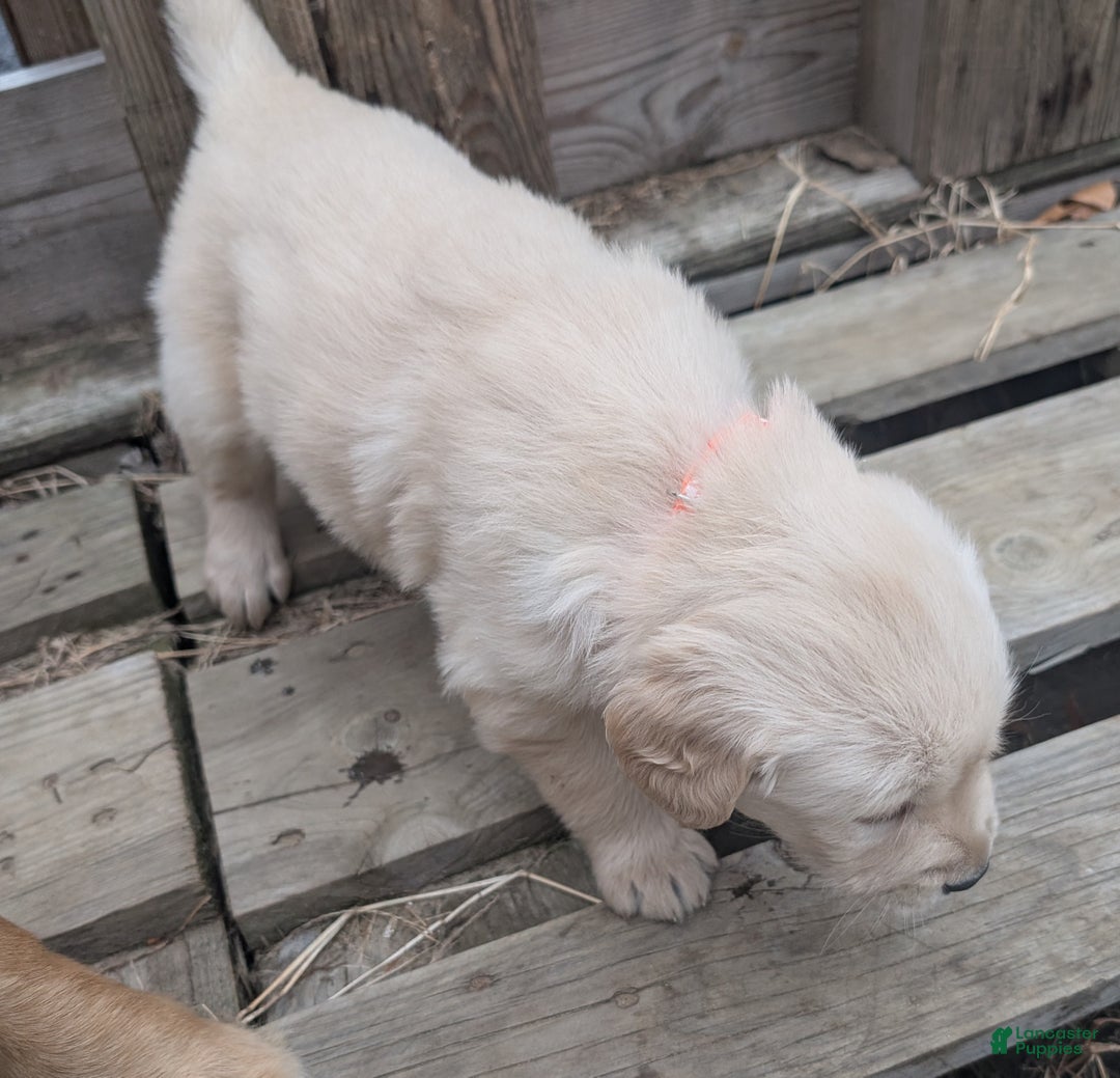 Golden Retriever dogs for sale: Daisy - Ad 3