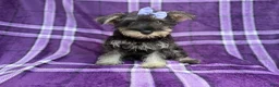 Miniature Schnauzer dogs for sale: Puddles - Ad 4