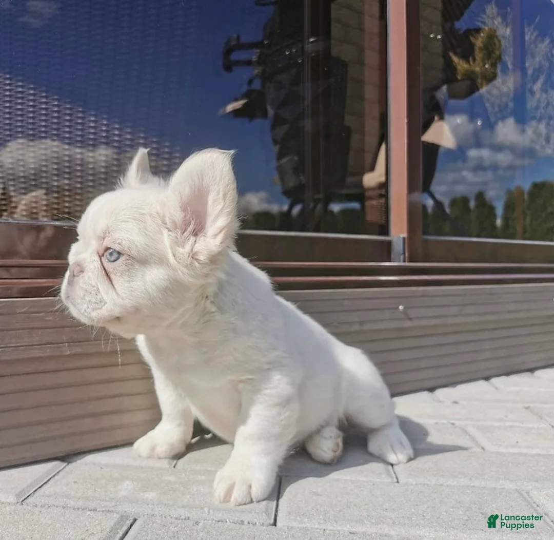 French Bulldog dogs for sale: Bersly - Ad 2