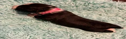 Aussiedoodle dogs for sale: Pinkie Pie (Pink) - Ad 8