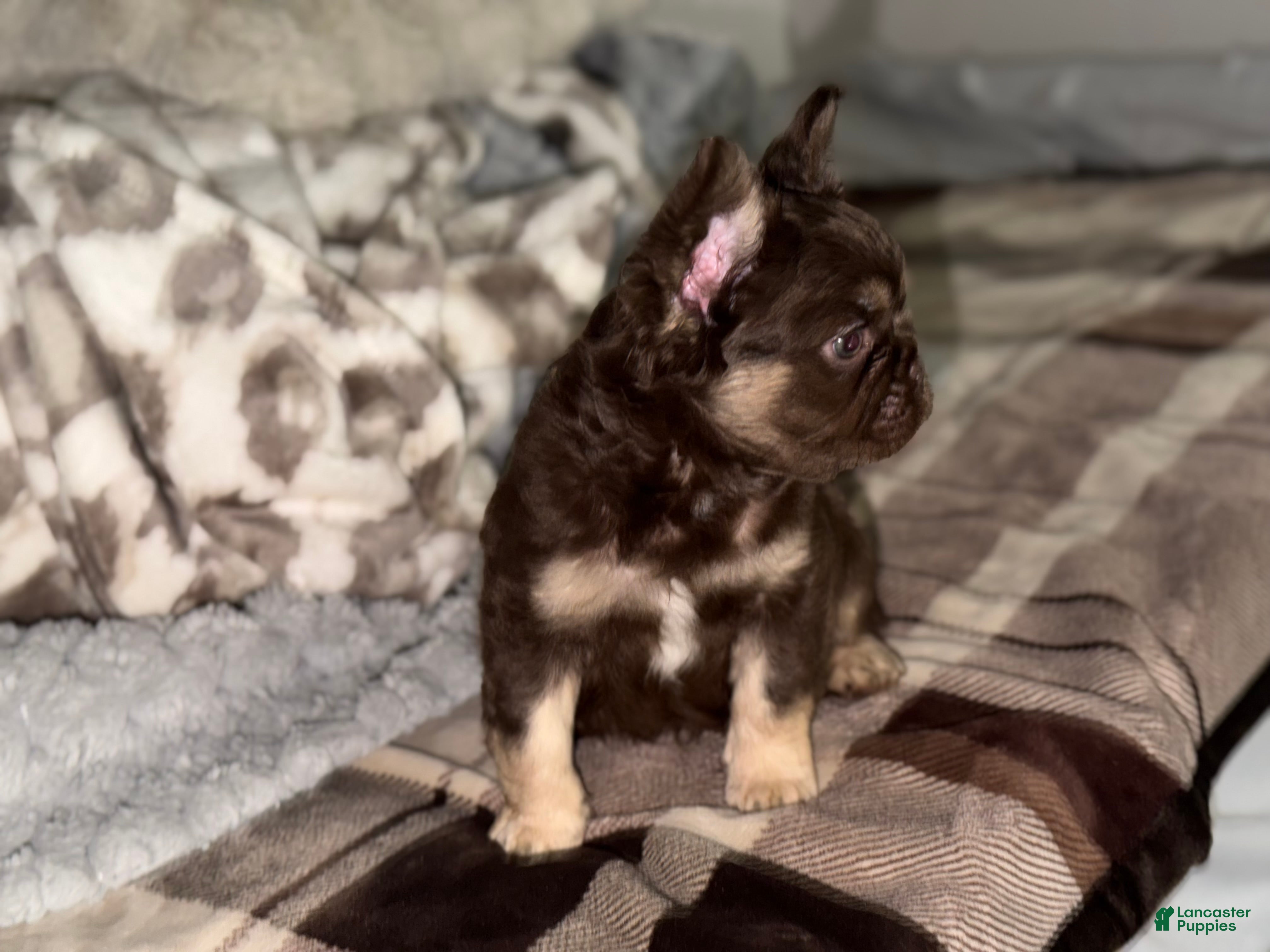 French Bulldog dogs for sale: RedSport - Ad 1