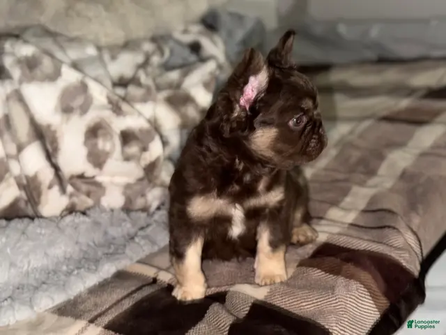 French Bulldog dogs for sale: RedSport - Ad 1