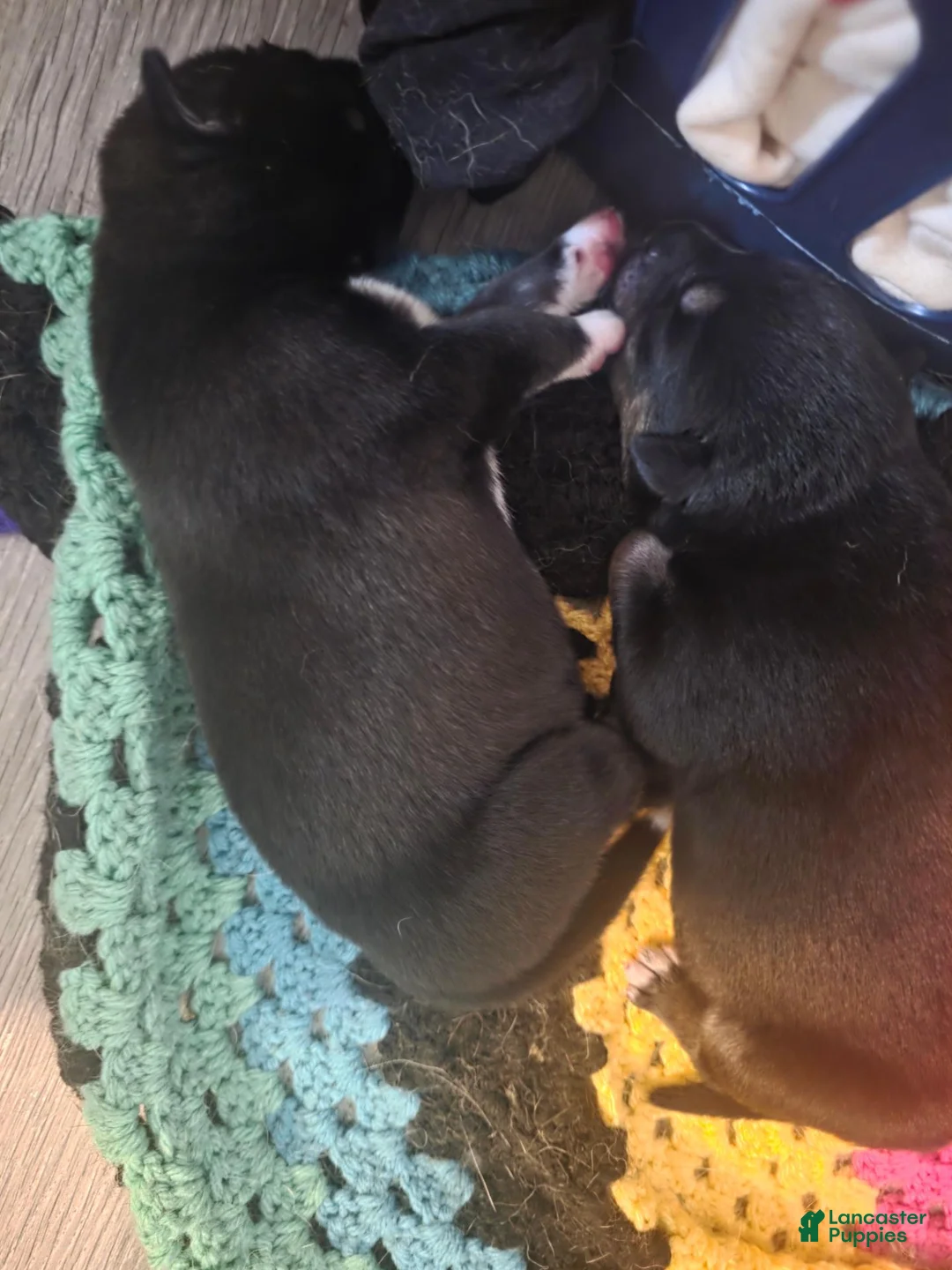Pitsky dogs for sale: Pitsky 1 - Ad 4