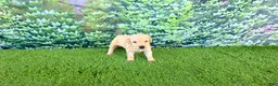 Labrador Retriever dogs for sale: Rosie - Ad 4