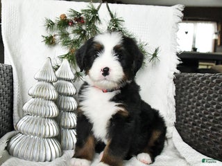 Bernedoodle dogs Dingo - Ad 35