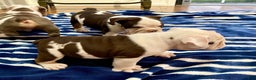 English Bulldog dogs for sale: Archie - Ad 4