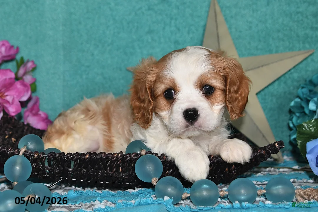 Cavalier King Charles Spaniel dogs for sale: Kody - Ad 2