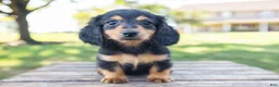 Miniature Dachshund dogs for sale: Diva - Ad 3