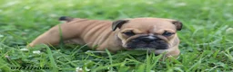 English Bulldog dogs for sale: Chuck - Ad 3