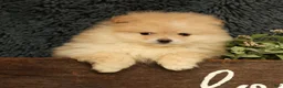 Pomeranian dogs for sale: Cream Puff - Ad 6