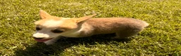 Welsh Corgi Pembroke dogs for sale: Floyd - Ad 6