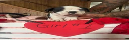 Olde English Bulldogge dogs for sale: Olde English Bulldogge 1 - Ad 13