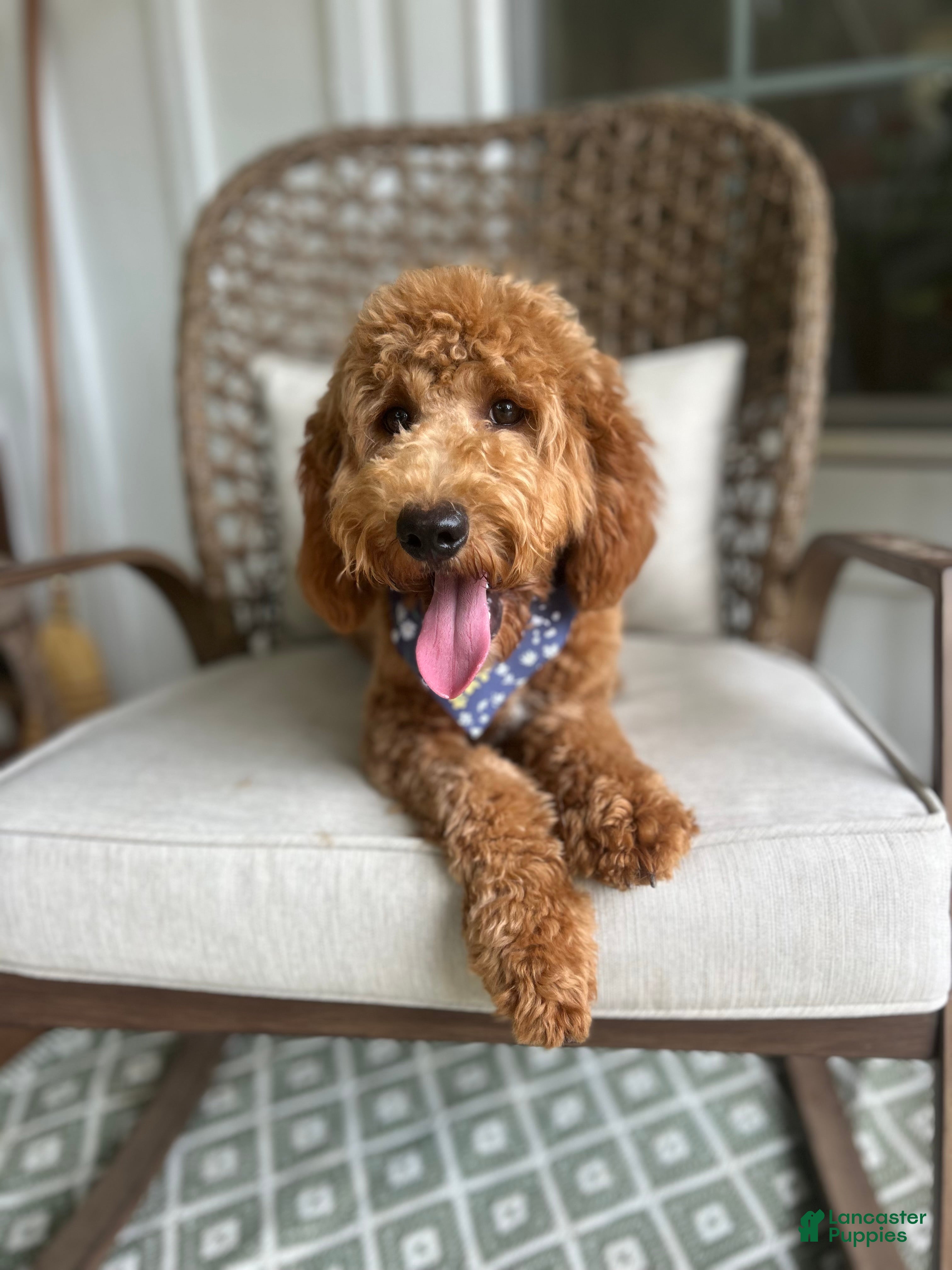 Double Doodle dogs Puppy 1 - Ad 1
