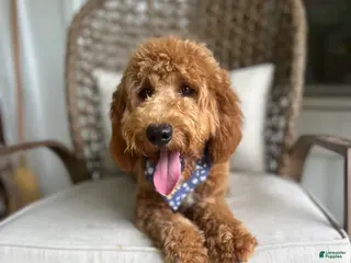 Double Doodle dogs for sale: Puppy 1 - Ad 1