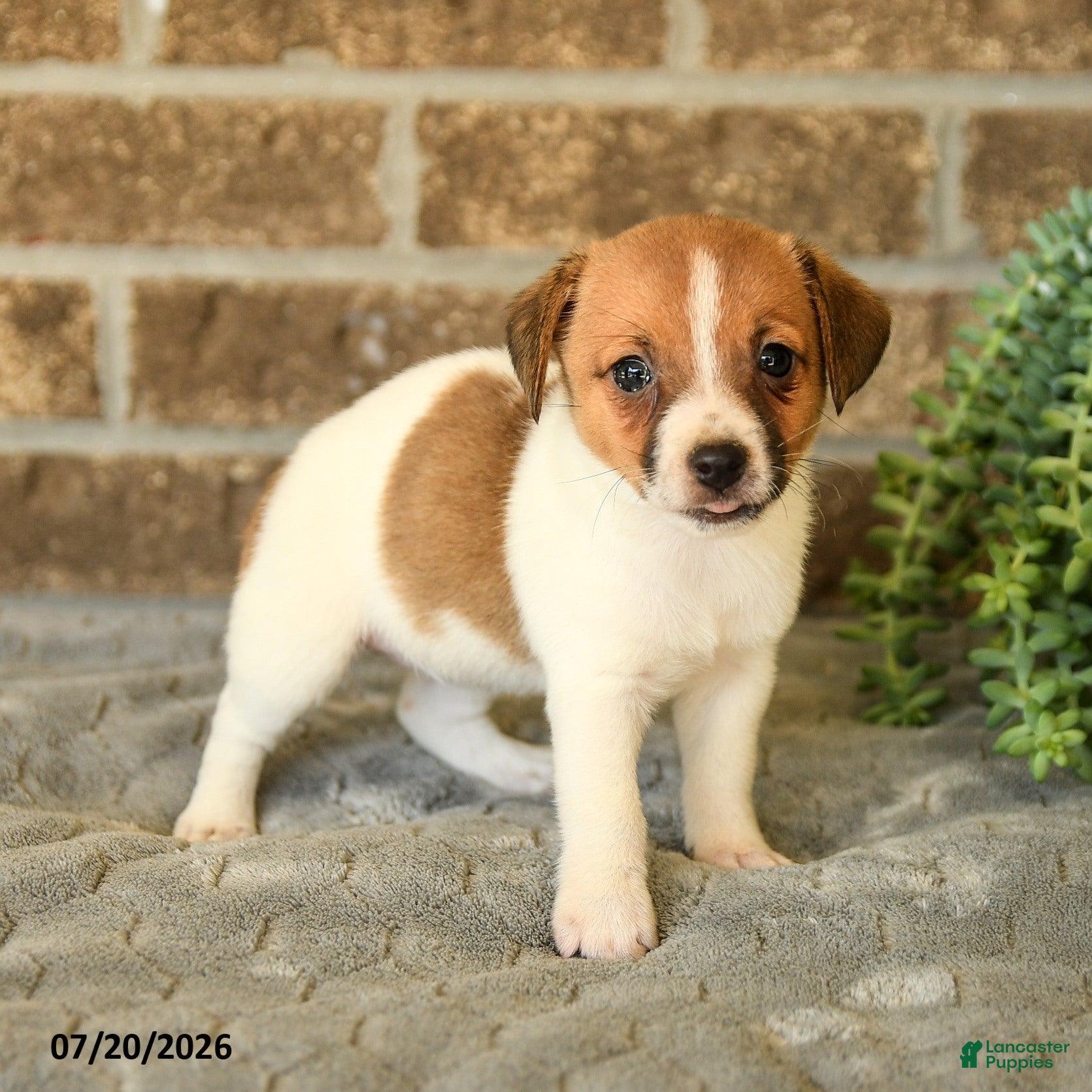 Jack Russell Terrier dogs Giselle - Ad 1
