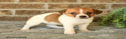 Jack Russell Terrier dogs for sale: Giselle - Ad 1