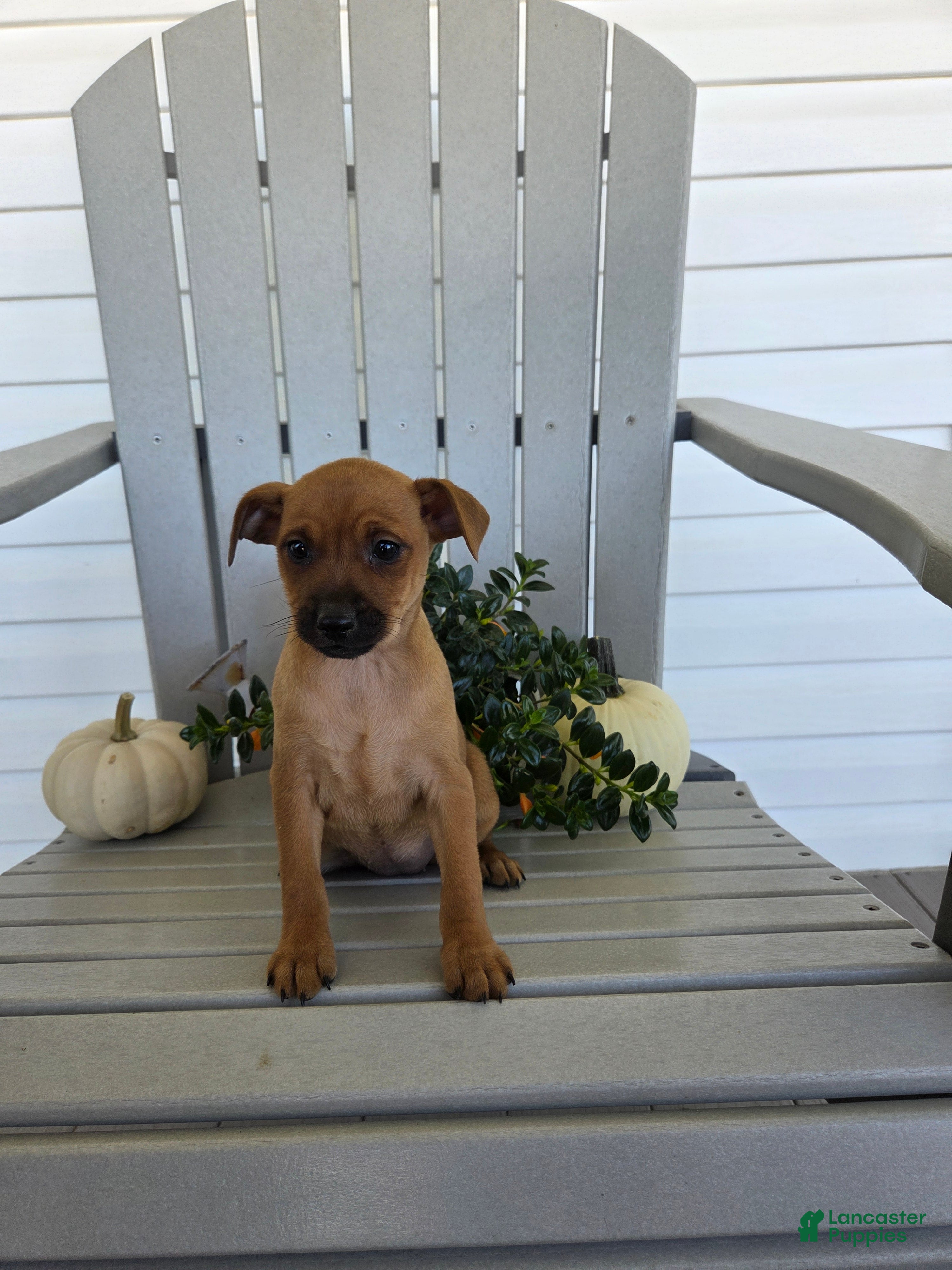 Miniature Pinscher dogs Dolly - Ad 1