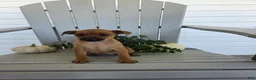 Miniature Pinscher dogs for sale: Dolly - Ad 1