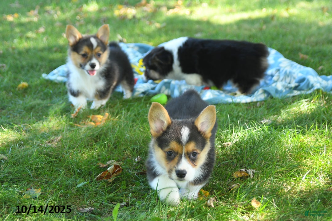 Gallery Image {{count}}