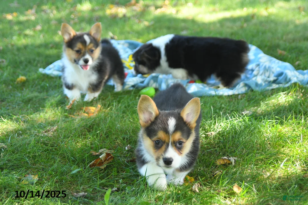 Gallery Image {{count}}