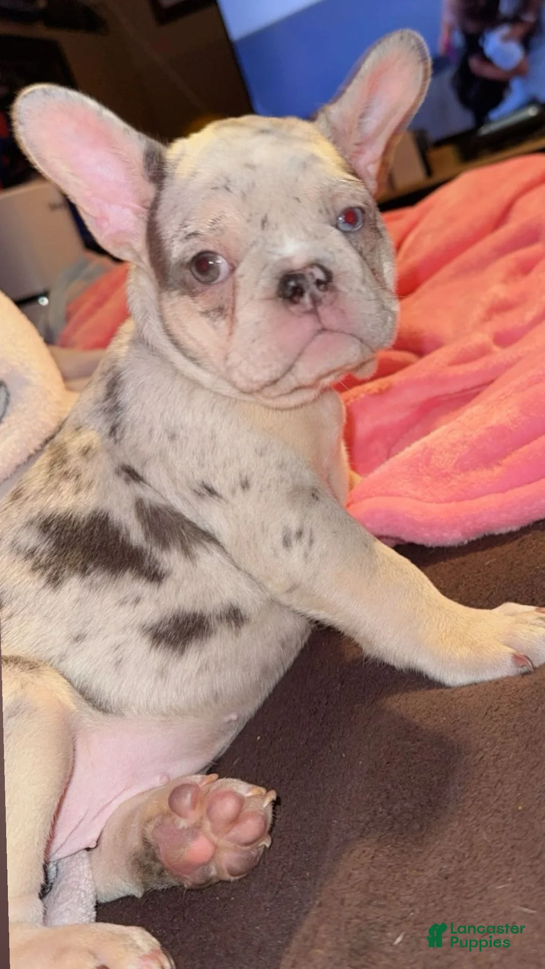 French Bulldog dogs for sale: French Bulldog Puppy 5 - Ad 3