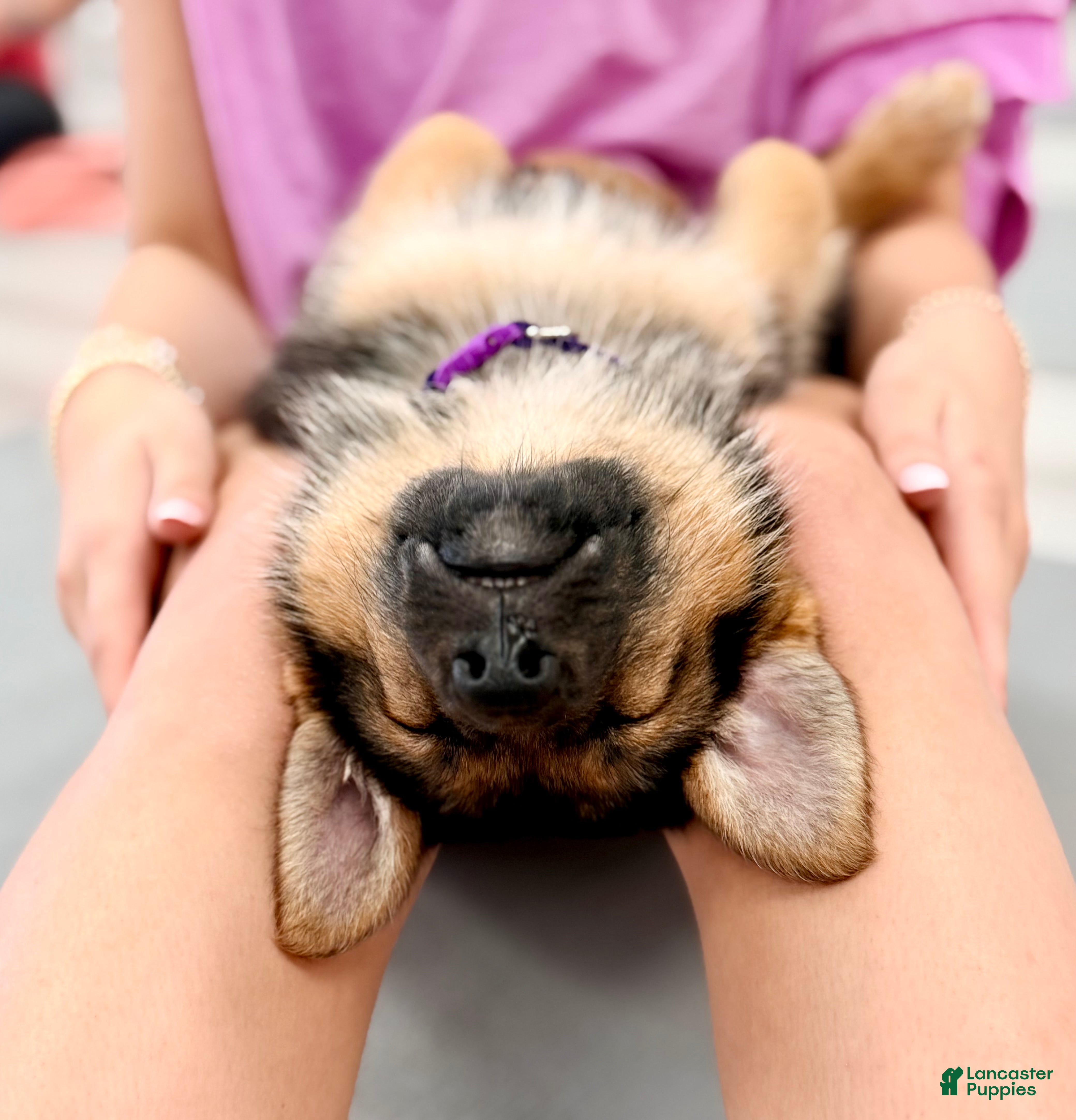 German Shepherd dogs Piper - Ad 14