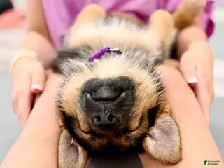 German Shepherd dogs Piper - Ad 10