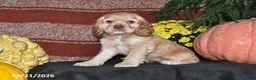 Cocker Spaniel dogs for sale: Lilly - Ad 4