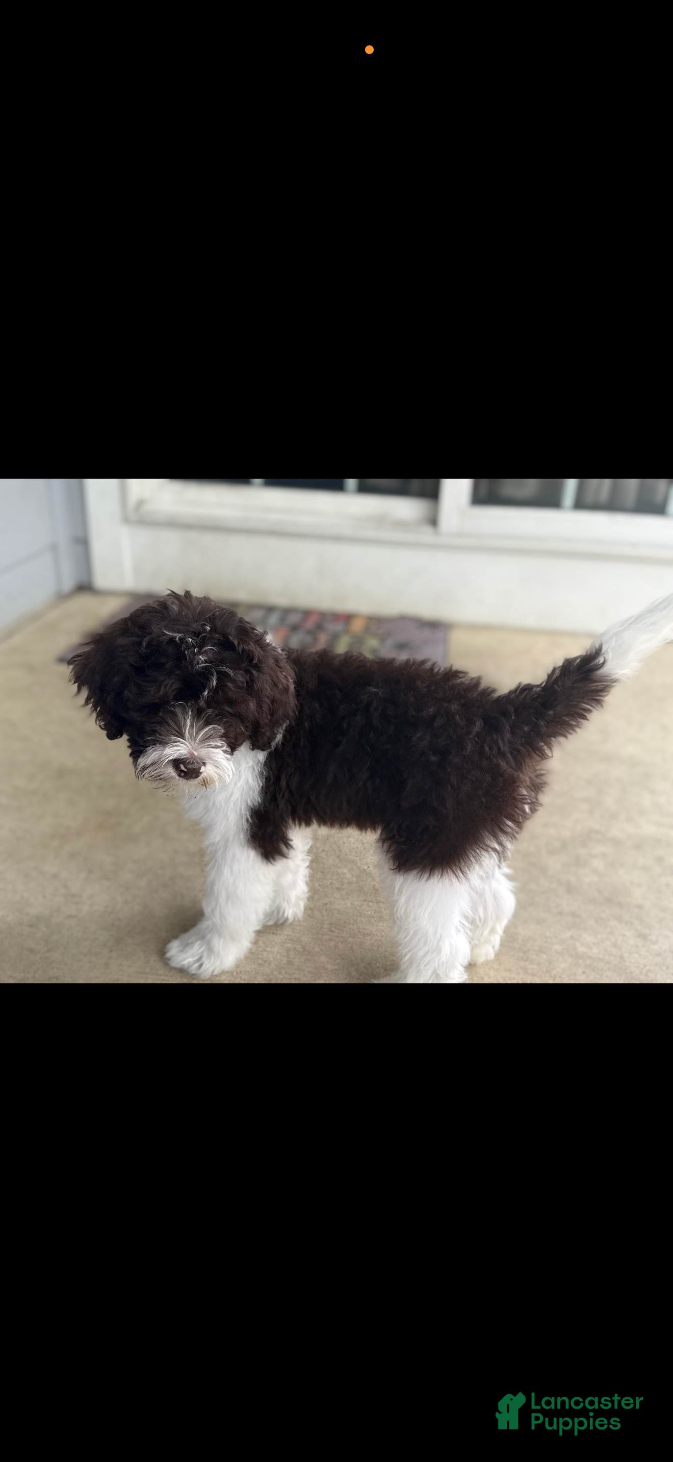 Portuguese Water Dog dogs for sale: Portuguese Water Dog 1 - Ad 7