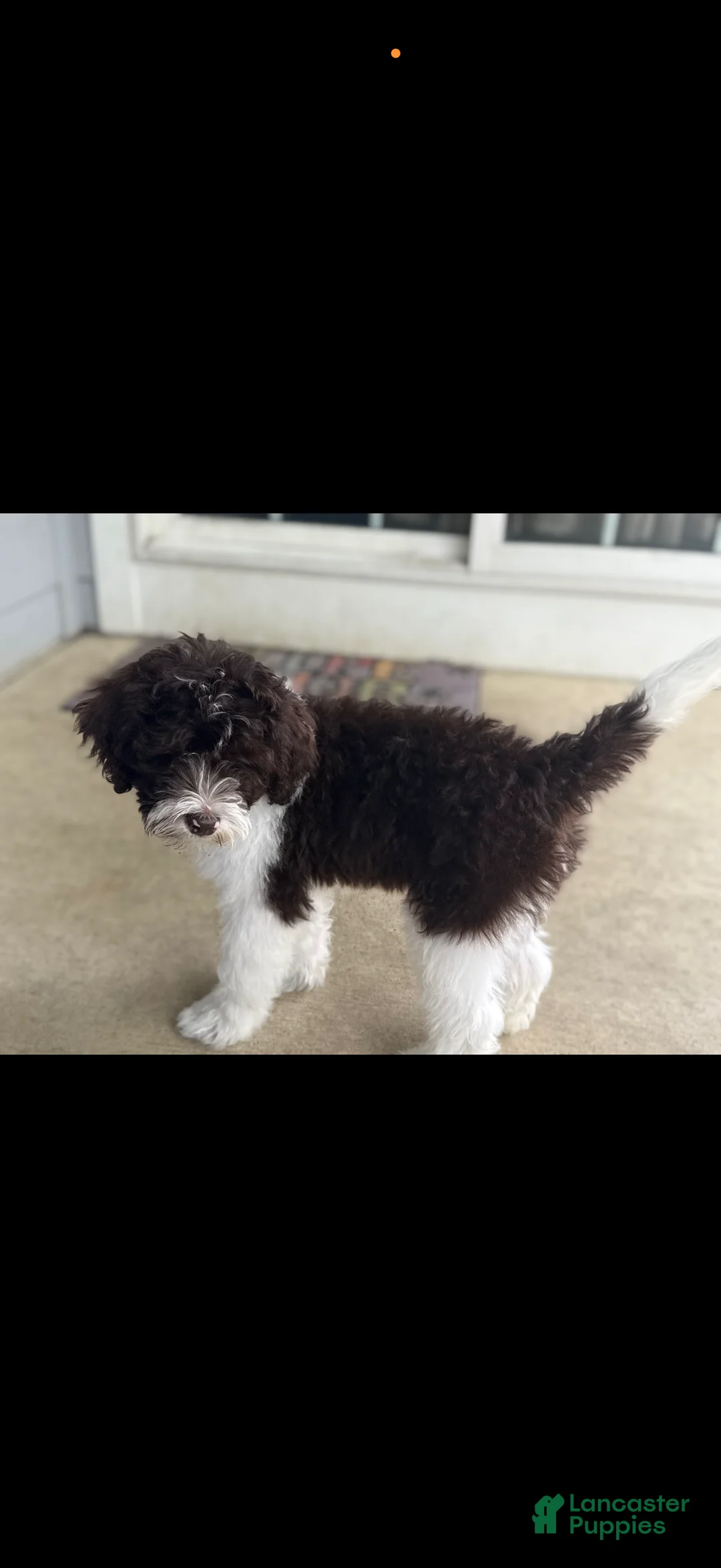 Portuguese Water Dog dogs for sale: Portuguese Water Dog 1 - Ad 1