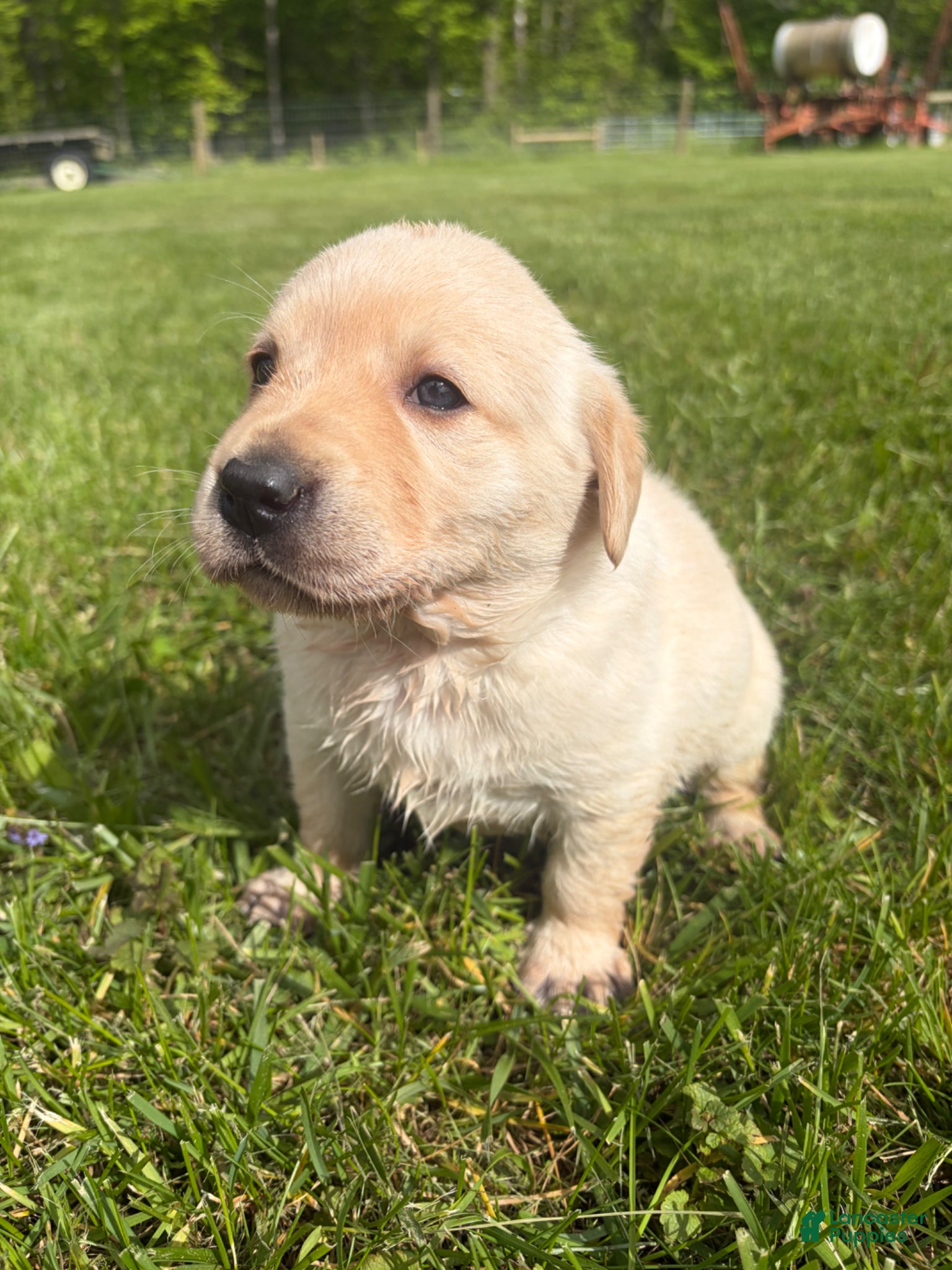 Labrador Retriever dogs Annie - Ad 1