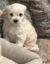 Goldendoodle dogs  Goldendoodle 'Mini'  Puppy 2 - Ad 2