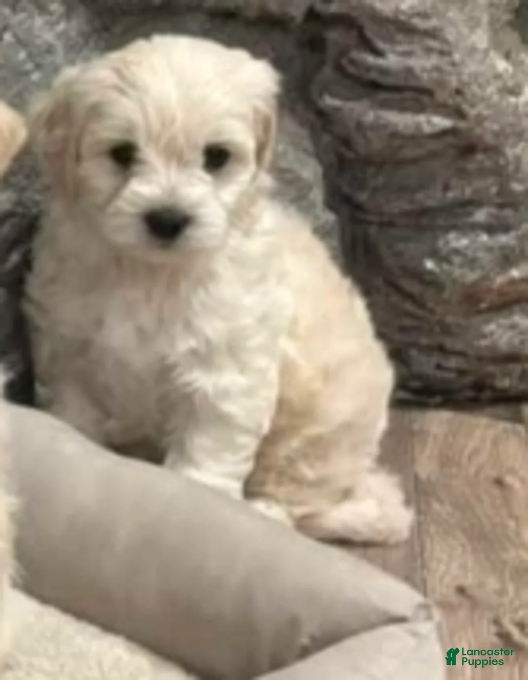 Goldendoodle dogs for sale:  Goldendoodle 'Mini'  Puppy 2 - Ad 1