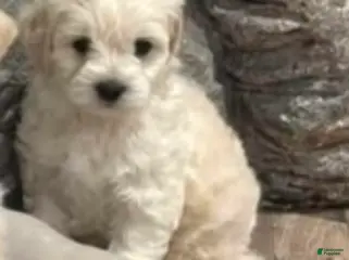 Goldendoodle dogs Goldendoodle 'Mini' Puppy 2 - Ad 2