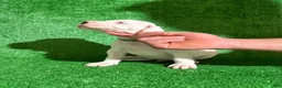Dogo Argentino dogs for sale: Green male  - Ad 3