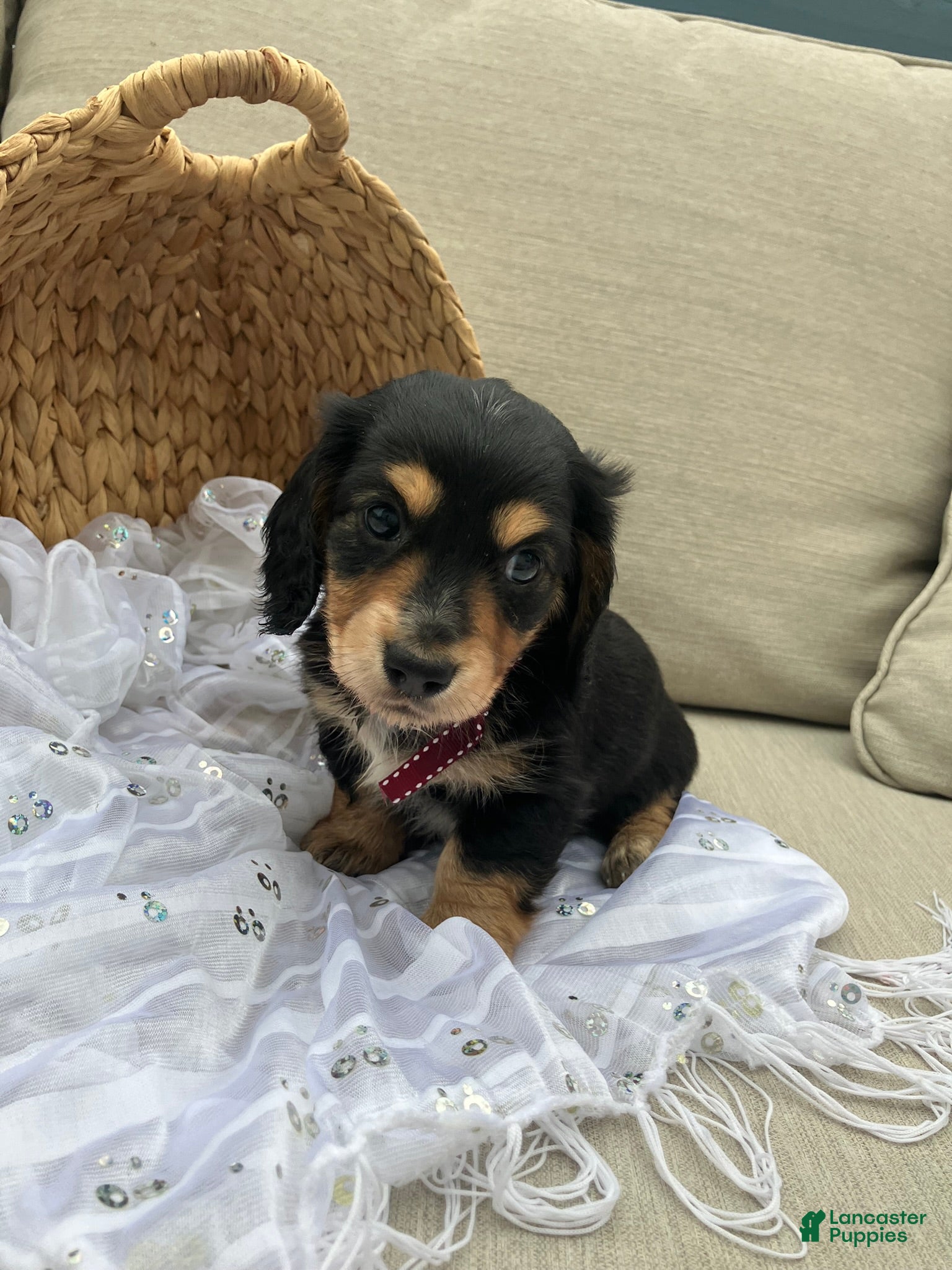 Miniature Dachshund dogs for sale: Isabella - Ad 1