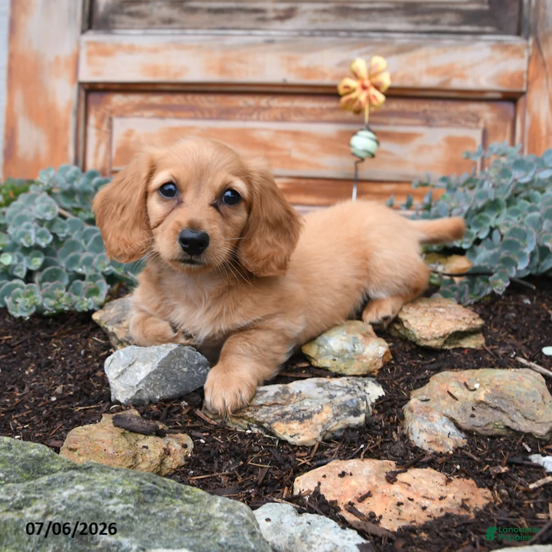 Miniature Dachshund dogs for sale: Rosie - Ad 2