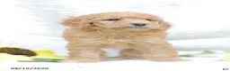 Goldendoodle dogs for sale: Jasmine - Ad 5