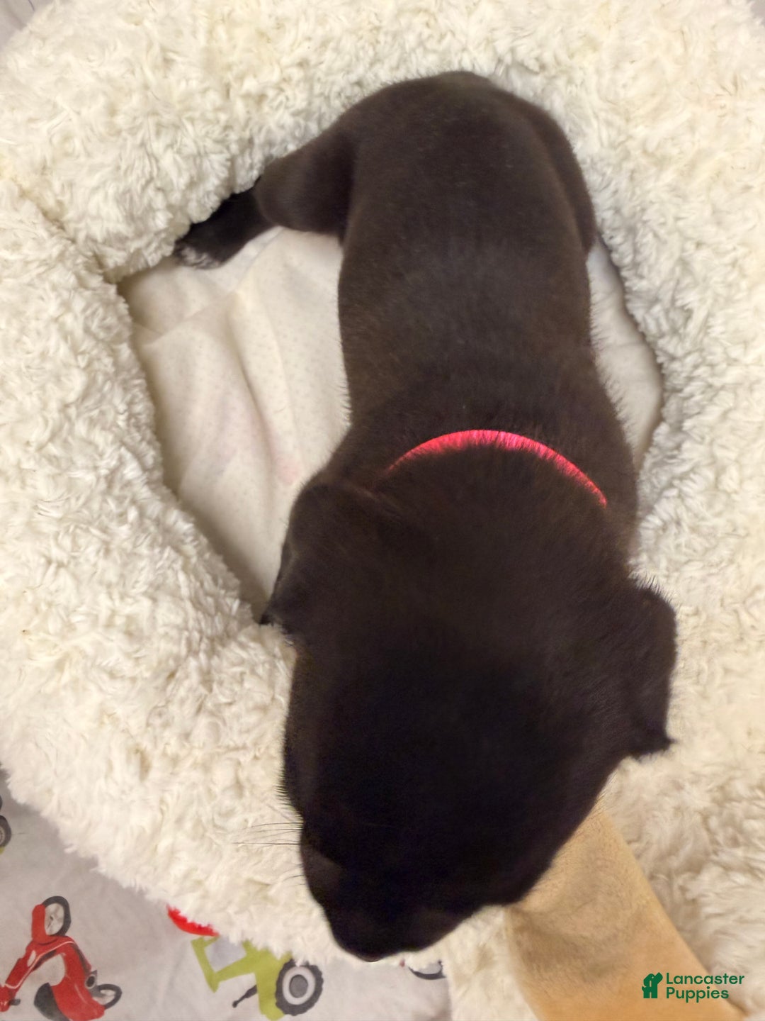 Cane Corso dogs for sale: Cane Corso Puppy 3 - Ad 5