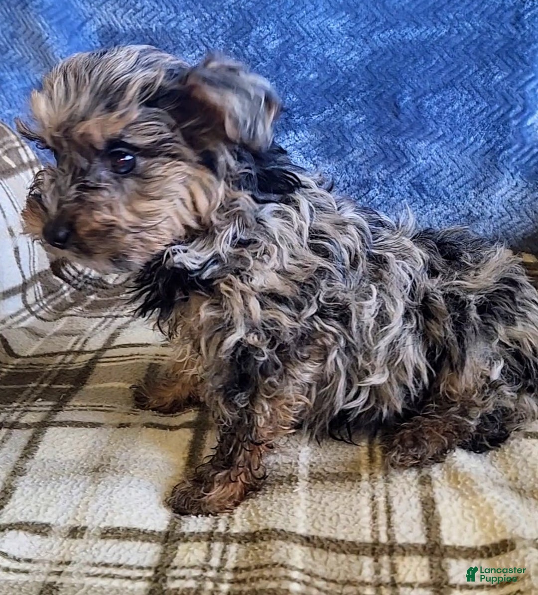 Yorkiepoo dogs for sale: Pixie - Ad 5