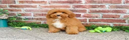 Cavapoo dogs for sale: Charles - Ad 6