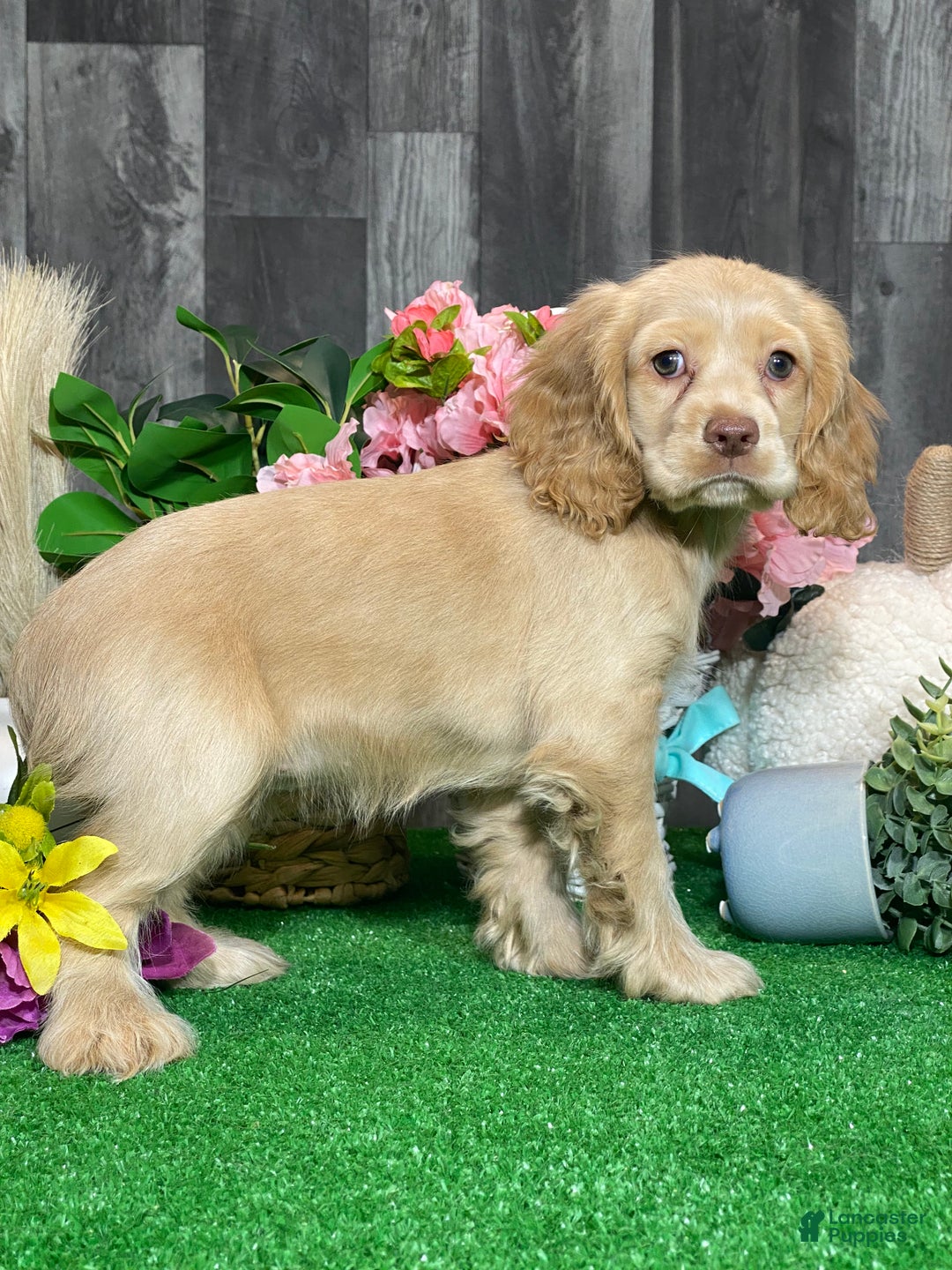 Cocker Spaniel dogs for sale: Tanya - Ad 3