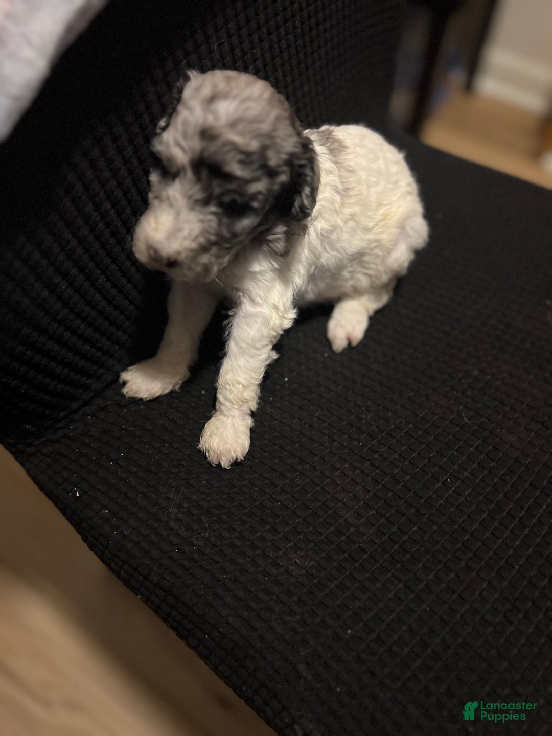 Standard Poodle dogs for sale: Standard Poodle Puppy 8 - Ad 9